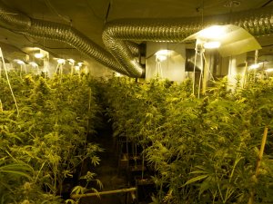 Funkcjonariusze BiOSG zlikwidowali dwupoziomową plantację marihuany na Śląsku-fot.CBŚP 
