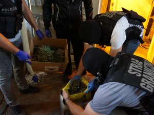 Funkcjonariusze BiOSG zlikwidowali dwupoziomową plantację marihuany na Śląsku- fot.CBŚP 