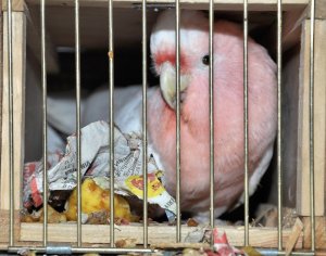 Amazonki i kakadu zatrzymane w Korczowej 