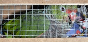 Amazonki i kakadu zatrzymane w Korczowej 