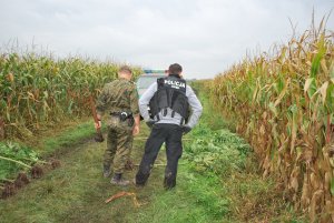 Plantacja marihuany w polu kukurydzy 