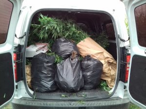 Plantacja marihuany w polu kukurydzy 
