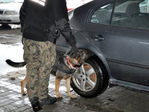 Camel w służbie na przejściu granicznym w Korczowej 
