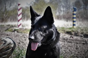 pies służbowy BiOSG 