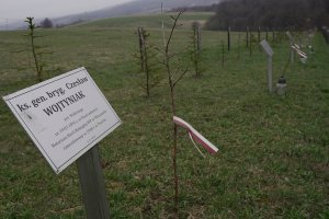 fot. Aleja Dębów upamiętniająca śmierć Kapelanów 