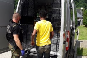 Zatrzymani imigranci 