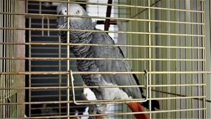 ujawniona papuga 