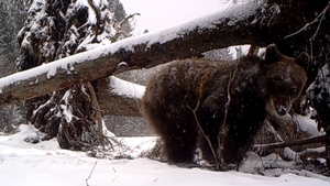 zwierzęta zaobserwowane na granicy 