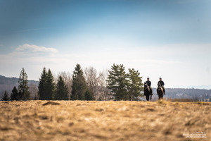 Nowe wierzchowce w Bieszczadzkim Oddziale SG
