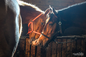 konie służbowe Korynt i Feniks na emeryturze konie służbowe Korynt i Feniks na emeryturze