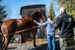konie służbowe Korynt i Feniks na emeryturze konie służbowe Korynt i Feniks na emeryturze